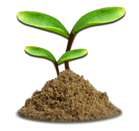 Seedling growing