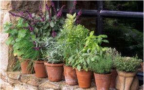 The Holyrood Gardener - Pot Herb Garden